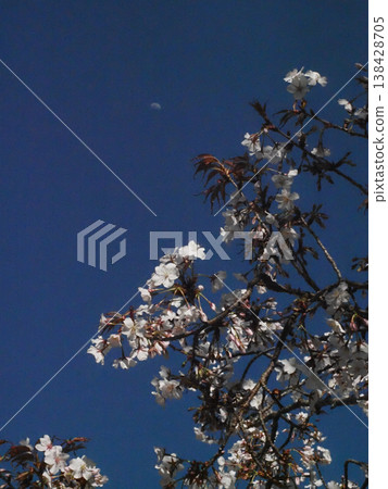 一棵山櫻樹,花朵、花苞和樹葉映襯著藍天(一棵盛開的山櫻樹沐浴在春日的陽光下)。 一棵山櫻樹,花朵、花苞和樹葉映襯著藍天(一棵盛開的山櫻樹沐浴在春日的陽光下)。 138428705