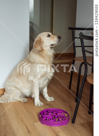 Golden retriever dog waiting for food in slow feeder bowl 138429088