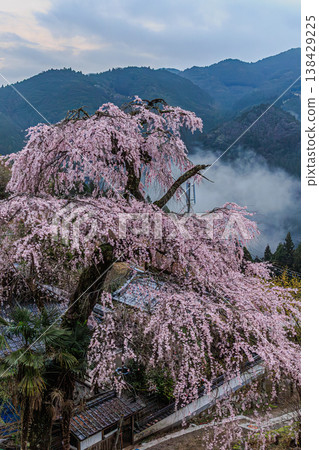 The weeping cherry blossoms of Kosenji Temple and the mountain scenery shrouded in mist. The weeping cherry blossoms of Kosenji Temple and the mountain scenery shrouded in mist. 138429225