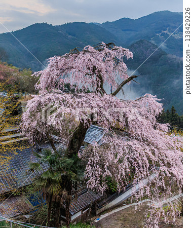 The fantastical scenery of Kōsenji Temple and weeping cherry blossoms deep in the mountains of Nara. The fantastical scenery of Kōsenji Temple and weeping cherry blossoms deep in the mountains of Nara. 138429226