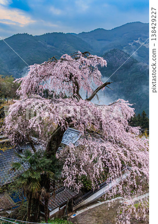 Weeping cherry blossoms bloom in the mountain village; a quiet spring morning at Kosenji Temple. Weeping cherry blossoms bloom in the mountain village; a quiet spring morning at Kosenji Temple. 138429227