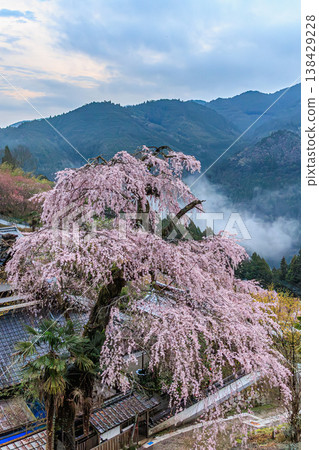 The breathtaking view of weeping cherry blossoms in bloom at Kosenji Temple, a hidden gem in Nara. 138429228