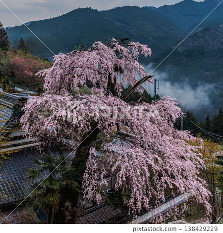 高仙寺的垂枝櫻花和山間薄霧：典型的日本春季景色。 138429229