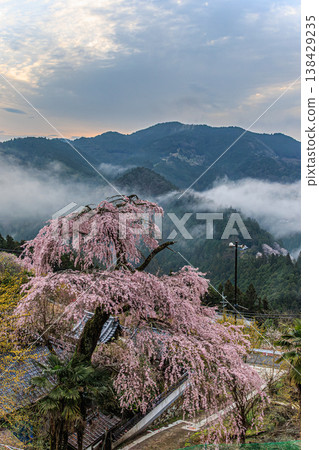 The weeping cherry blossoms of Kosenji Temple, shrouded in mist, create a fantastical spring scene in Nara. 138429235