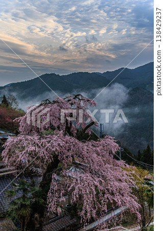 高泉寺坐落在奈良深山之中，寺內有一棵盛開的垂枝櫻花樹。 138429237