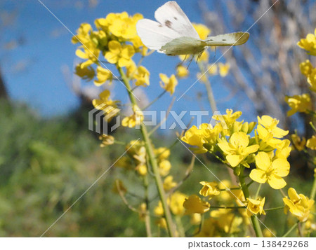 A cabbage white butterfly flutters towards a rapeseed flower (blue sky, rapeseed flowers on the banks of the Kagami River, and a cabbage white butterfly). A cabbage white butterfly flutters towards a rapeseed flower (blue sky, rapeseed flowers on the banks of the Kagami River, and a cabbage white butterfly). 138429268