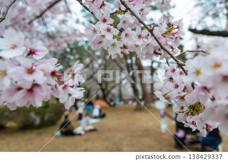 Cherry blossoms at Omiya Park Cherry blossoms at Omiya Park 138429337