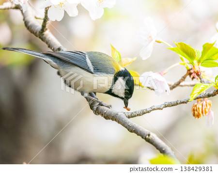 Cherry blossoms and tit Cherry blossoms and tit 138429381