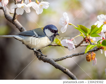 Cherry blossoms and tit Cherry blossoms and tit 138429382