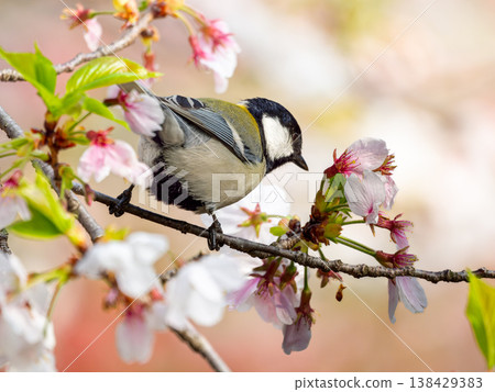 Cherry blossoms and tit Cherry blossoms and tit 138429383