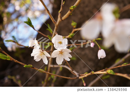 Cherry blossom close up Cherry blossom close up 138429398