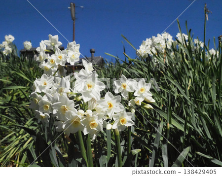 Daffodils in clusters in the spring sunshine (white cluster daffodils along the banks of the Kagami River) Daffodils in clusters in the spring sunshine (white cluster daffodils along the banks of the Kagami River) 138429405