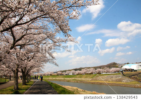 三田市武庫川櫻花堤岸的櫻花 138429543