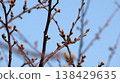 櫻花苞片靜待春天到來 138429635