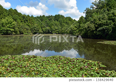 滋賀縣甲賀市禦池寺弁天池:水下鳥居 滋賀縣甲賀市禦池寺弁天池:水下鳥居 138429640