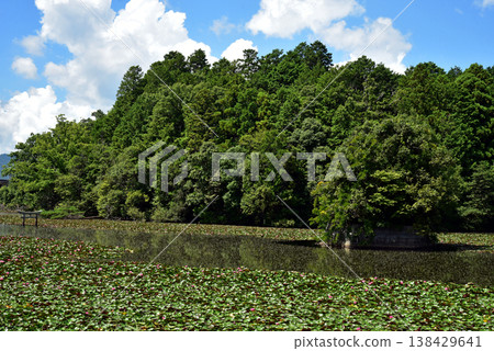 滋賀縣甲賀市禦池寺弁天池:水下鳥居 滋賀縣甲賀市禦池寺弁天池:水下鳥居 138429641