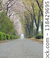 Cherry blossoms falling in the rain along the cherry blossom path 138429695