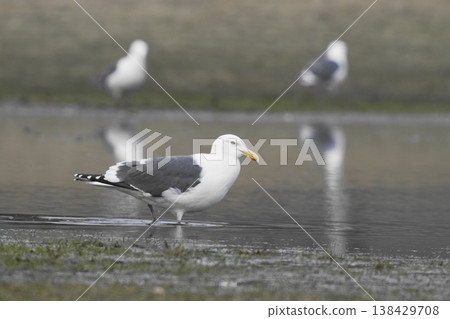 Great Black-backed Gulls at the water's edge Great Black-backed Gulls at the water's edge 138429708