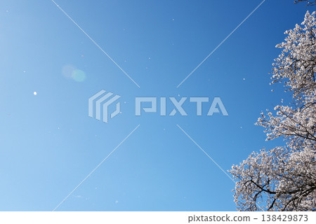 A spring backdrop of cherry blossoms fluttering in the blue sky. A spring backdrop of cherry blossoms fluttering in the blue sky. 138429873