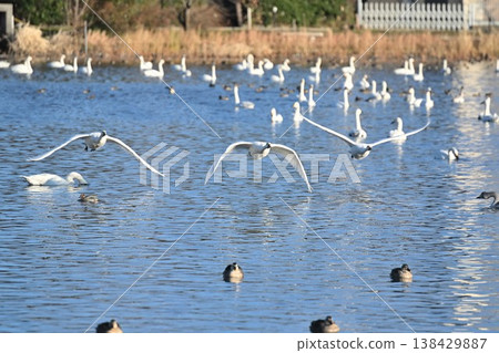 一群天鵝飛越兵庫湖水面(新潟縣阿賀野市) 一群天鵝飛越兵庫湖水面(新潟縣阿賀野市) 138429887
