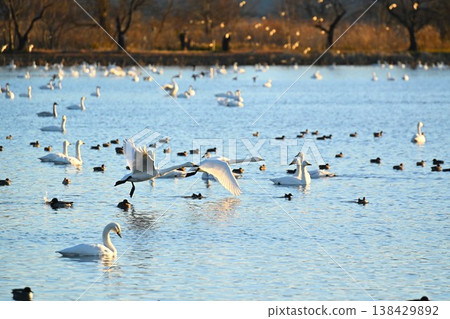 A flock of swans flying over the surface of Hyoko Lake (Agano City, Niigata Prefecture) 138429892