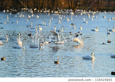 A flock of swans flying over the surface of Hyoko Lake (Agano City, Niigata Prefecture) 138429893