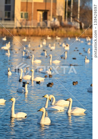 A flock of swans flying over the surface of Hyoko Lake (Agano City, Niigata Prefecture) 138429897