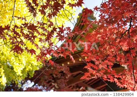 Autumn leaves Autumn leaves 138429904