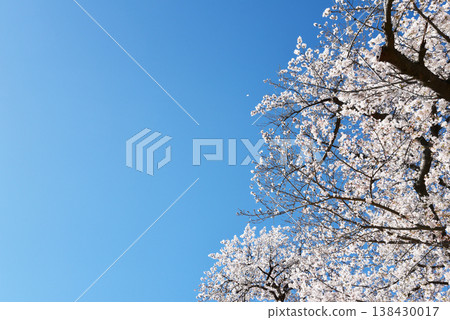 Simple spring background material featuring a blue sky and cherry blossoms. Simple spring background material featuring a blue sky and cherry blossoms. 138430017