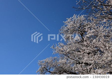 A simple spring scene of blue sky and cherry blossom trees. A simple spring scene of blue sky and cherry blossom trees. 138430019