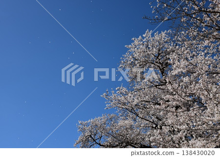 櫻花和飄落的花瓣鋪滿了藍天。 138430020