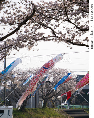 相川河濱公園:鯉魚旗與櫻花,2026 相川河濱公園:鯉魚旗與櫻花,2026 138430065