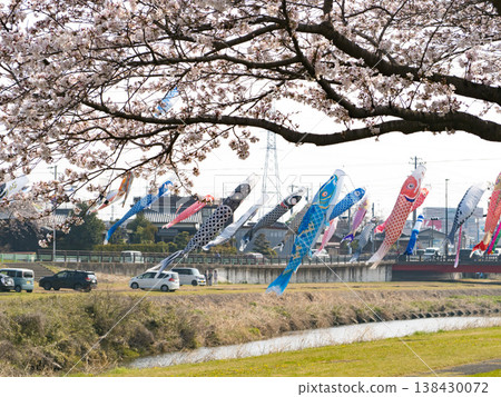 相川河濱公園:鯉魚旗與櫻花,2026 相川河濱公園:鯉魚旗與櫻花,2026 138430072