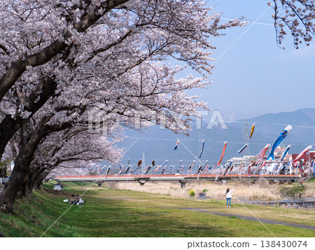 相川河濱公園：鯉魚旗與櫻花，2026 138430074