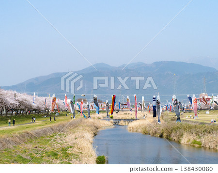 相川河濱公園：鯉魚旗與櫻花，2026 138430080