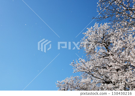 春光明媚，櫻花隨風飄落，天空湛藍清澈。 138430216
