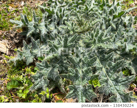 有毒雜草：美洲薊（Cirsium nipponicum）3 138430224