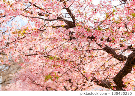 Kawazu cherry blossoms at Utsunomiya Castle Park (Utsunomiya City, Tochigi Prefecture) Kawazu cherry blossoms at Utsunomiya Castle Park (Utsunomiya City, Tochigi Prefecture) 138430250