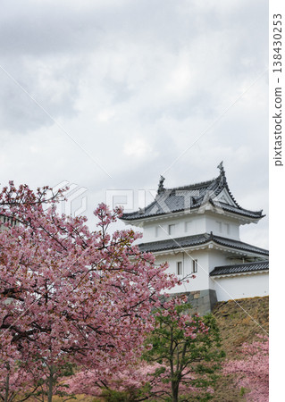 Kawazu cherry blossoms at Utsunomiya Castle Park (Utsunomiya City, Tochigi Prefecture) Kawazu cherry blossoms at Utsunomiya Castle Park (Utsunomiya City, Tochigi Prefecture) 138430253