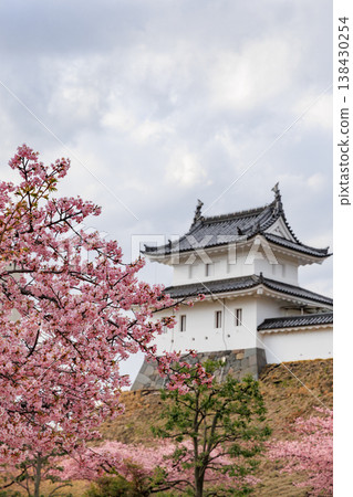 Kawazu cherry blossoms at Utsunomiya Castle Park (Utsunomiya City, Tochigi Prefecture) Kawazu cherry blossoms at Utsunomiya Castle Park (Utsunomiya City, Tochigi Prefecture) 138430254