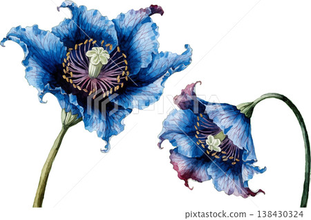 Exquisite Watercolor Blue Poppy Flowers Illustration Exquisite Watercolor Blue Poppy Flowers Illustration 138430324