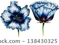Watercolor Blue Poppy Flowers Illustration 138430325