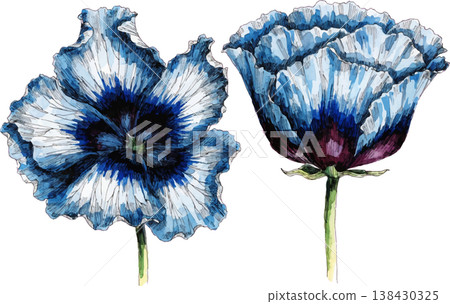 Watercolor Blue Poppy Flowers Illustration Watercolor Blue Poppy Flowers Illustration 138430325