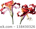 Watercolor Illustration of Two Vibrant Red Lily Flowers 138430326
