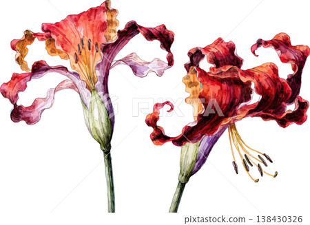 Watercolor Illustration of Two Vibrant Red Lily Flowers Watercolor Illustration of Two Vibrant Red Lily Flowers 138430326