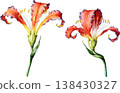 Watercolor Illustration of Two Vibrant Alstroemeria Flowers 138430327