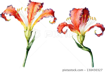 Watercolor Illustration of Two Vibrant Alstroemeria Flowers Watercolor Illustration of Two Vibrant Alstroemeria Flowers 138430327