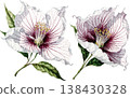 Watercolor Illustration of Two White and Purple Hibiscus Flowers 138430328