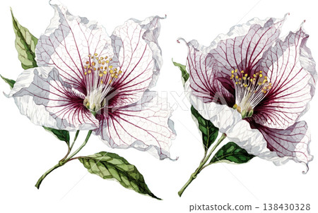 Watercolor Illustration of Two White and Purple Hibiscus Flowers 138430328