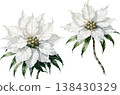 Watercolor White Poinsettia Flowers Set 138430329